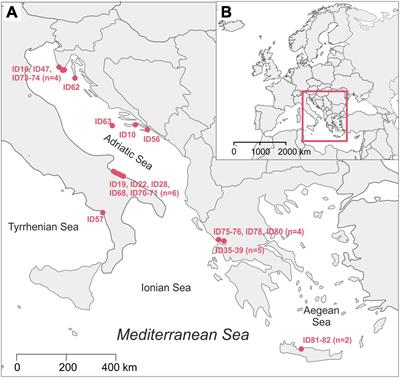 Surface microbiota of Mediterranean loggerhead sea turtles unraveled by 16S and 18S amplicon sequencing